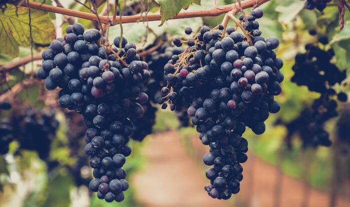 Surprising Benefits Of Faint Grapes For A Good Prosperity