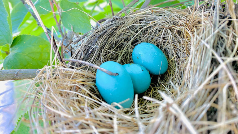 Finding The Answer To The Puzzling Question Of Why Bird Eggs Are Blue