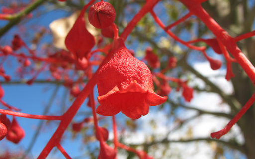 All About Flame Tree | How to Keep It Flourishing
