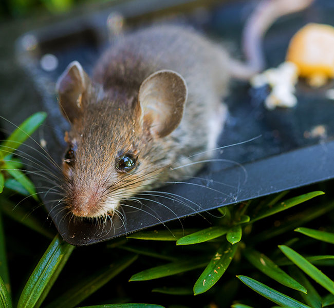 Rat removal in River Oaks