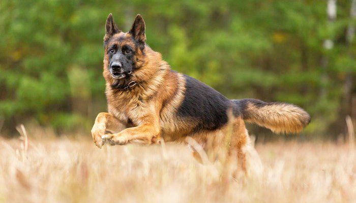 Highly-Trained Personal Security & Protection Dogs