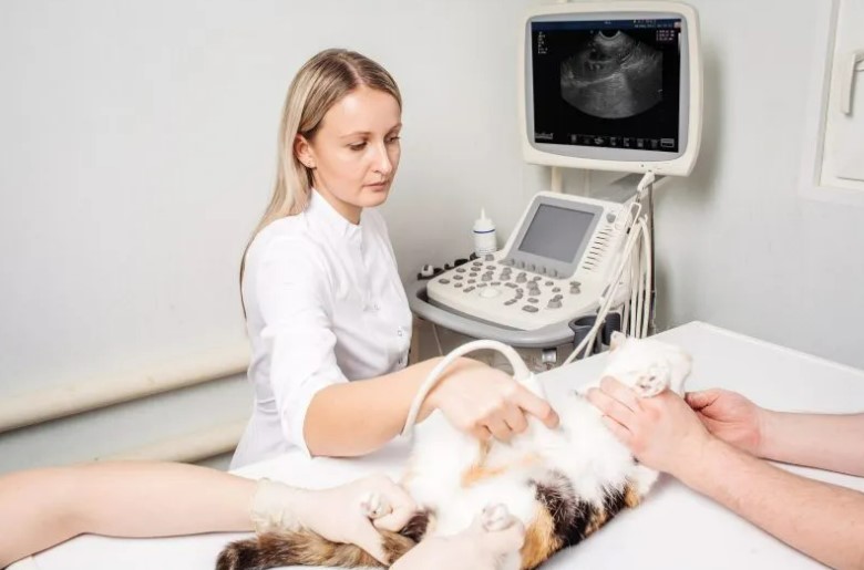 Veterinary Ultrasound Devices Market