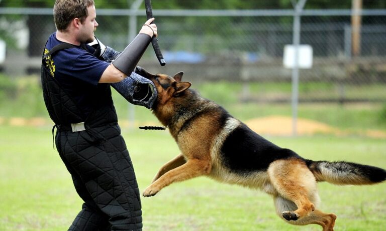 How to Train Your Dog for Home Protection